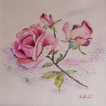 Rose ceuillie   40x40